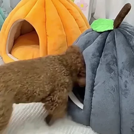 Cat Bed